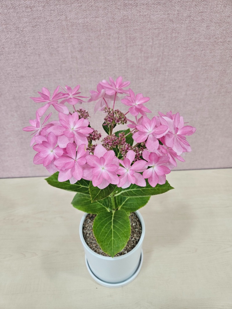 10 KakaoTalk_20240510_131110477_17.jpg