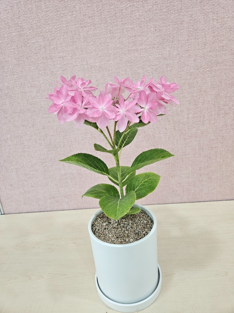 8 KakaoTalk_20240510_131110477_16.jpg