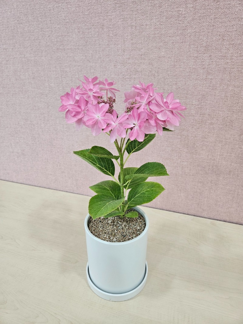 12 KakaoTalk_20240510_131110477_20.jpg