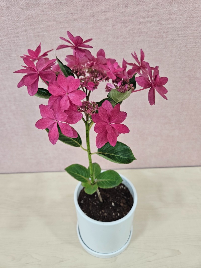 11 KakaoTalk_20240510_131110477_18.jpg
