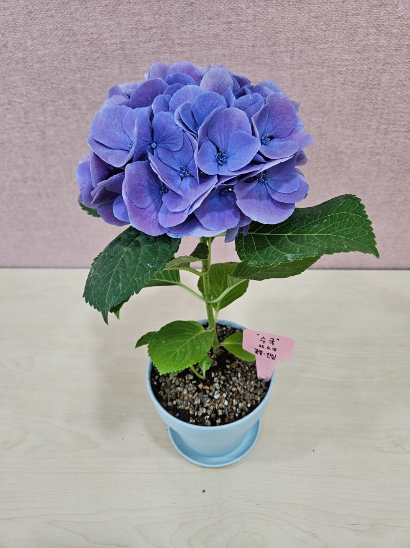14 KakaoTalk_20250515_150527806_19.jpg